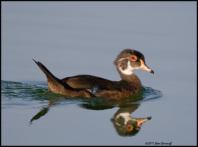 _1SB4926 immature wood duck drake.jpg